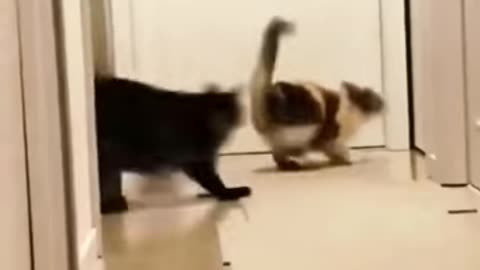 cat funny shorts video