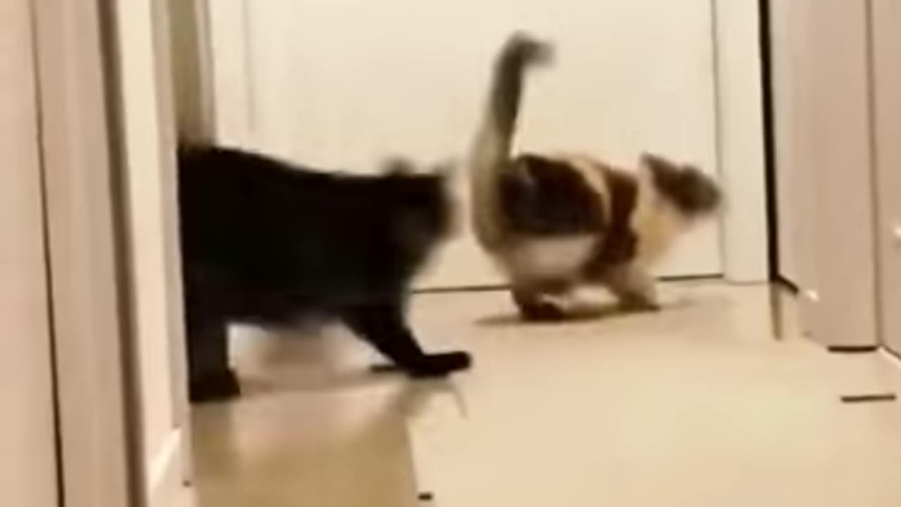 cat funny shorts video