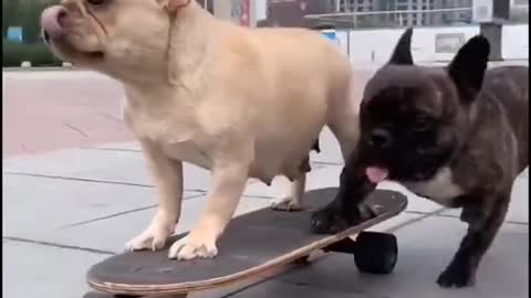 cute little dog riding a skateboard