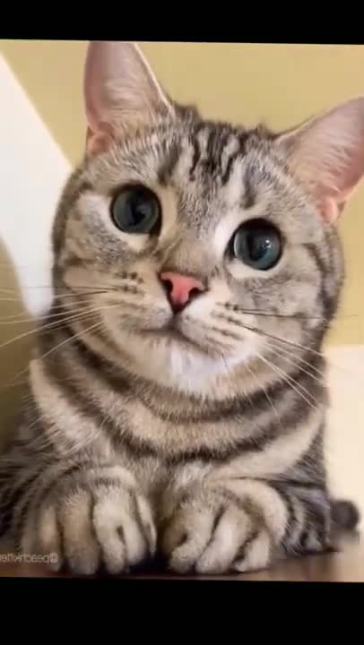 Cats and dogs _ cats meowing _ cats funny videos #shorts