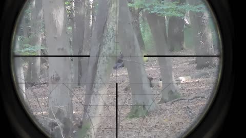 A short game at Pappermint Park reviving my SRS