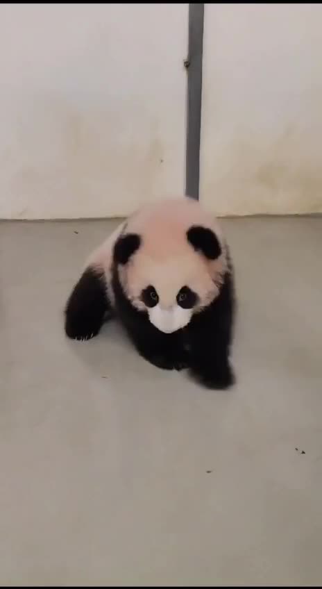 Feisty Baby Panda 😍😍😍😍
