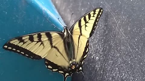 Eastern Tiger Swallowtail