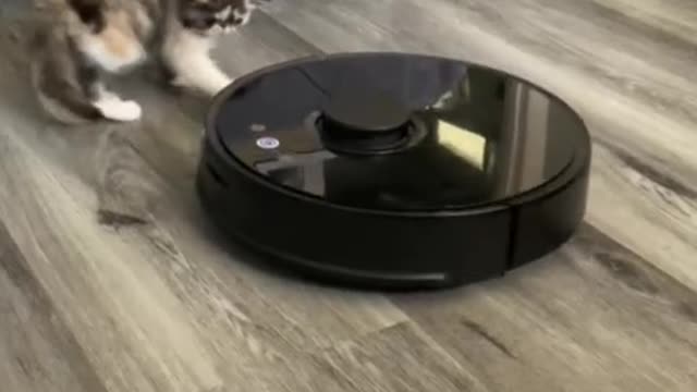 Adorable little kitten preciously plays with robot vacuums