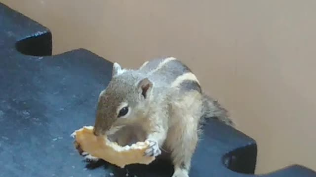 Squishy is back to fill the cheeks #shorts #chipmunks #cute #squishy