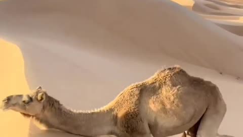 This is how camels climb steep sand dunes! 🐫