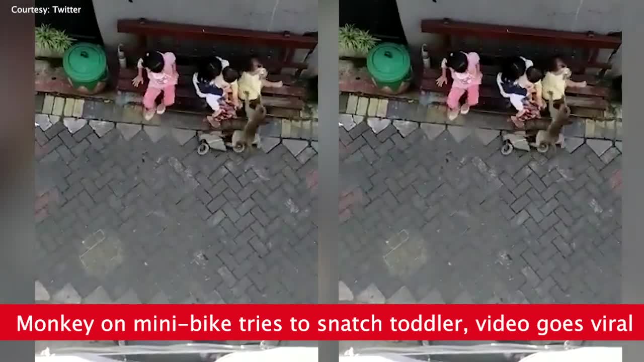 Monkey on mini bike vedio goes viral!!!