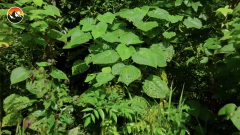 STUNG by The World’s Deadliest Plant!