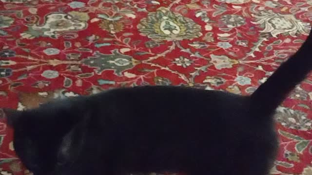 Cat visit