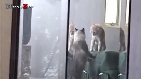 Very funny cats video