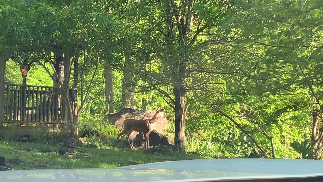 Deer 🦌 NW NC at The Treehouse 🦌 Lady Hattie Penny and Gizmo enjoy a beautiful day