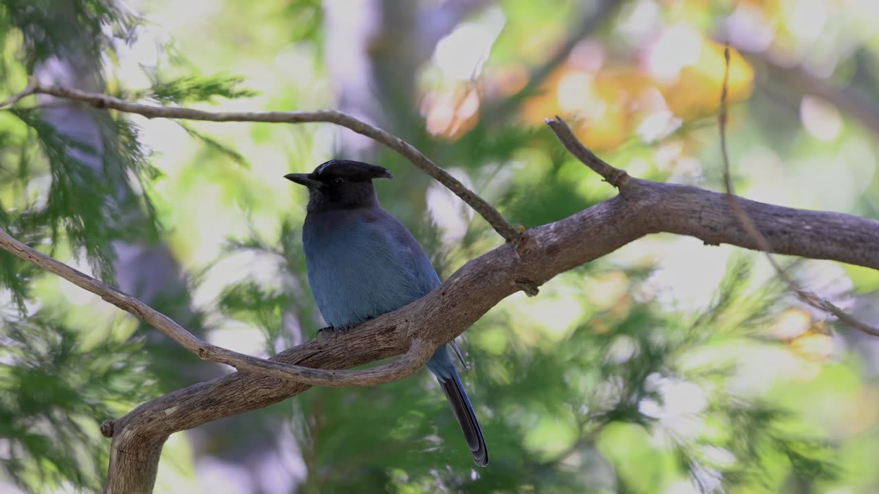 Nature's Beauty 🕊