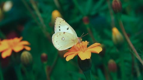 A Butterfly 🦋 | Soothing Nature | Blissful