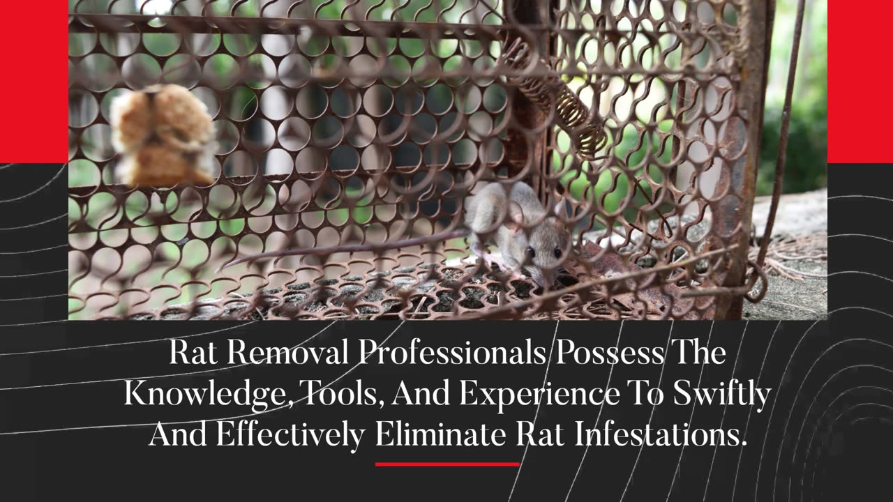 Rat Removal