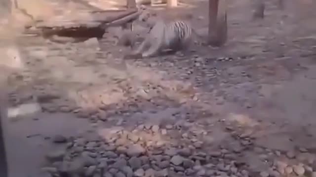 Funny Duck Chase's The Tiger.
