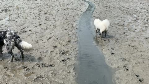 puppies playing in the water