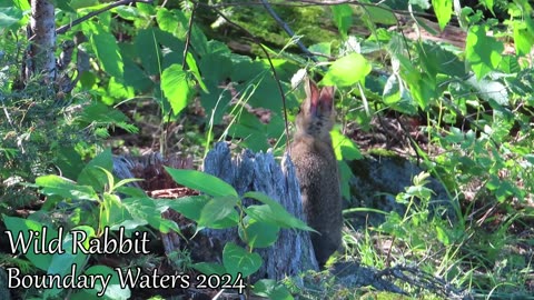 Rabbit in the Boundary Waters