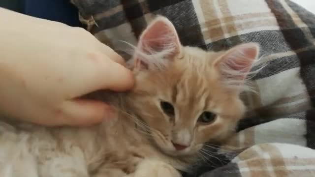 Siberian Cats arriving at their new home. 1.5 years ago - First days with small cats in our place