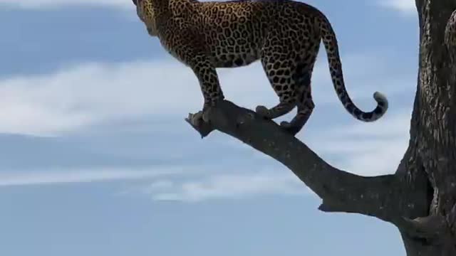 Gorgeous leopard in masai mara