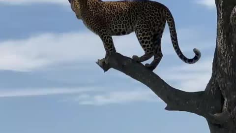 Gorgeous leopard in masai mara