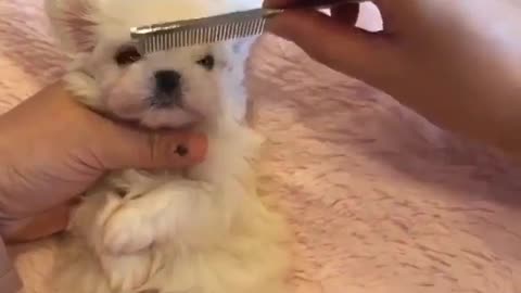 Baby dog and comb