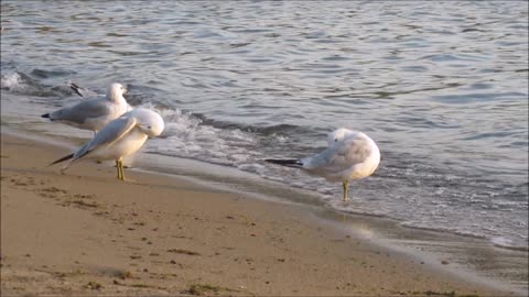 Title : Beautiful sae beach and the seagulls
