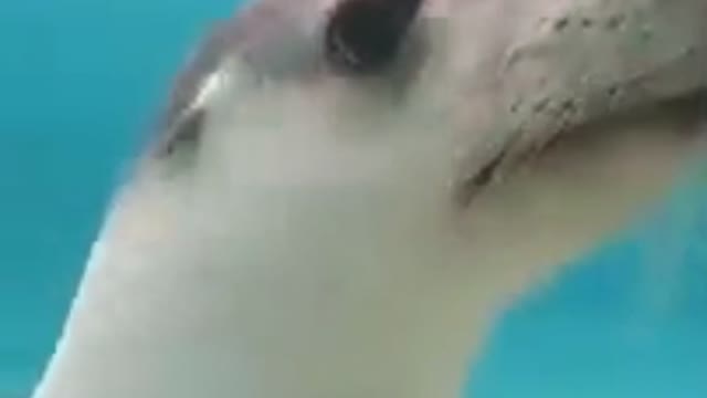 Mr FunnyCrazyVideo😂 Just Incredible Video Funny and Crazy #Like Follow for Follow 🥰