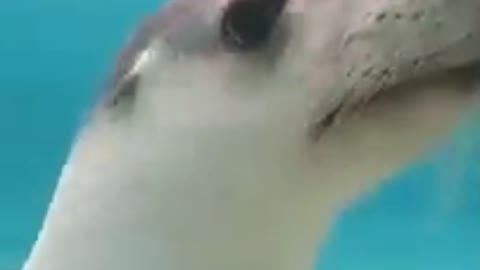 Mr FunnyCrazyVideo😂 Just Incredible Video Funny and Crazy #Like Follow for Follow 🥰