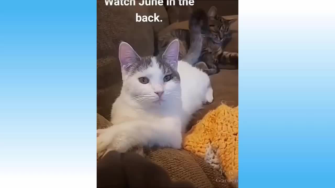 🤣 Funniest 🐶 Dogs and 😻 Cats - Awesome Funny Pet Animals Videos 😇