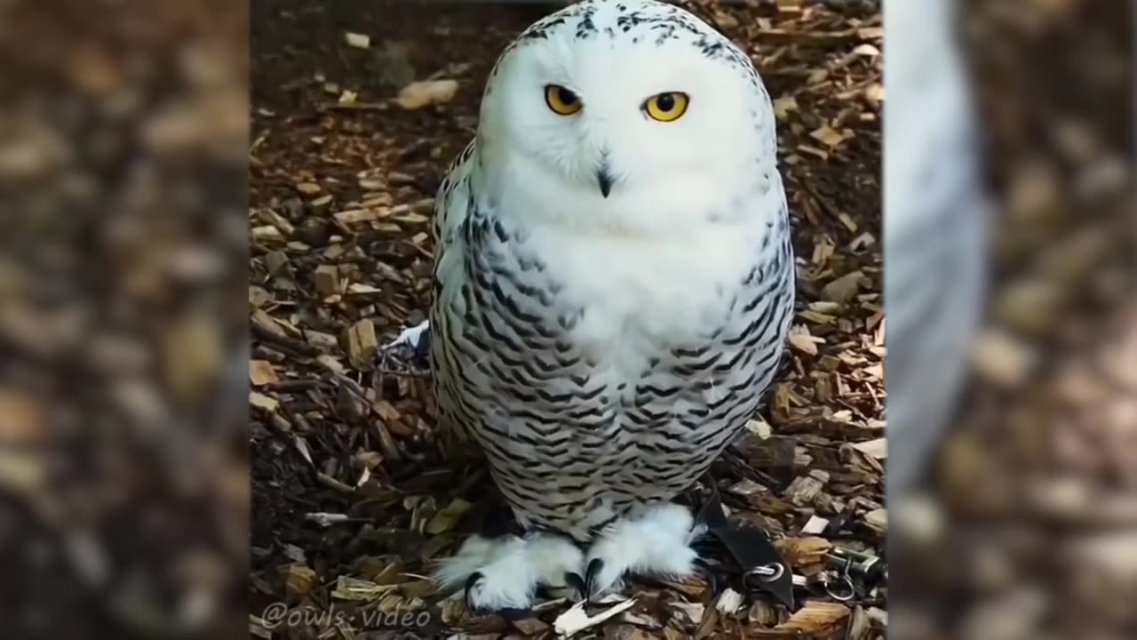 Best Of The 2024 Funny Animal Videos #2 😁