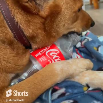 Why Does He Do This?