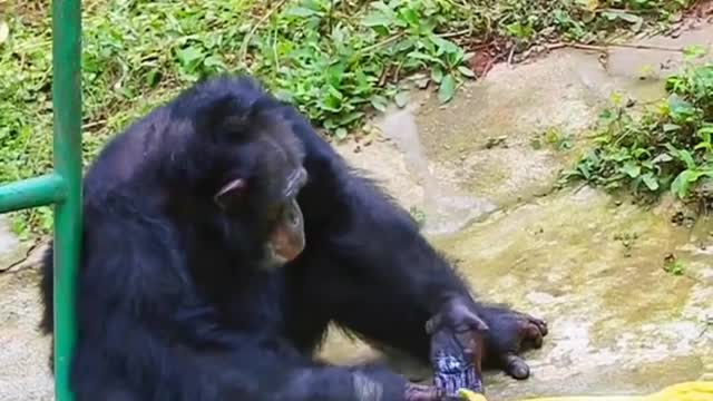 Gorilla washing clothes