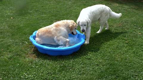 Golden Retriever Pool Party