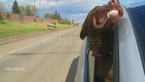 Happy dog in car