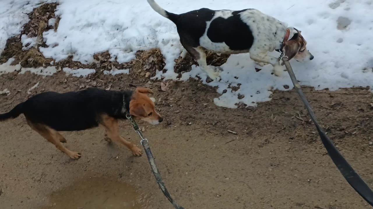 Clarabelle and Bandit