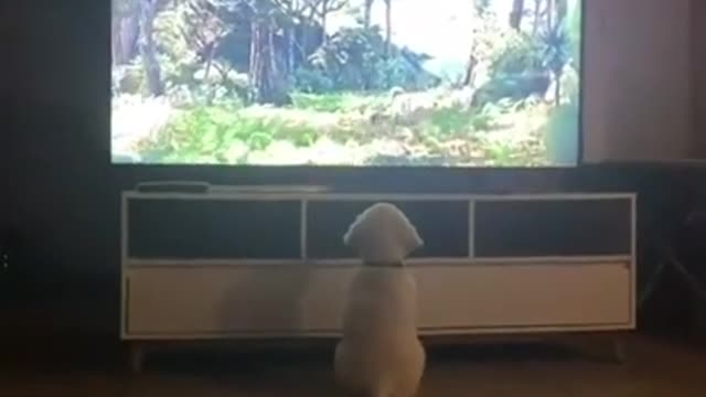 He wanted to go with them | Cute dogs and puppies | lion king