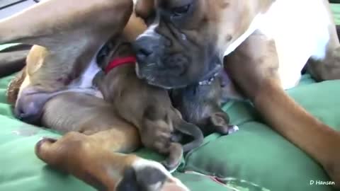 Dog had Amazing Birth While Standing