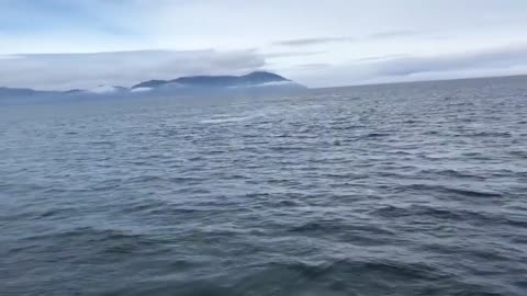 A sudden jump from a humpback whale