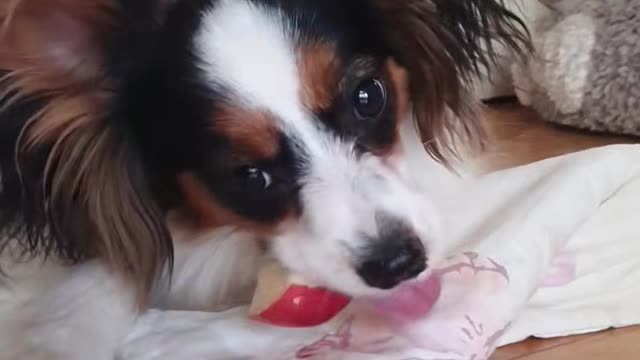 Papillon eating apple ASMR