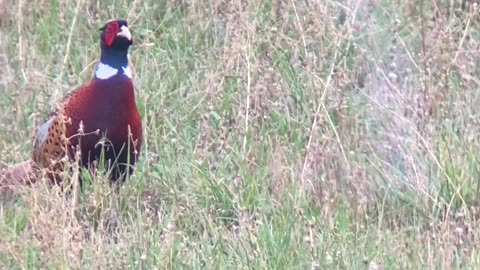 Ring neck pheasant