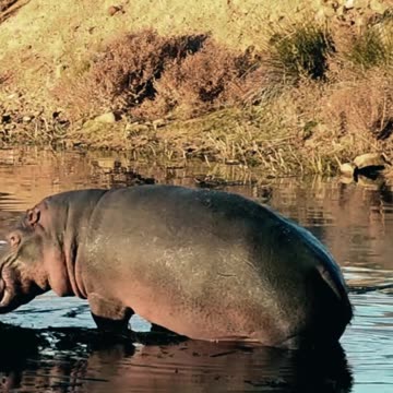 Hippopotamus ll Epic Fail ll