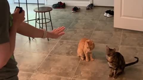 Cat training