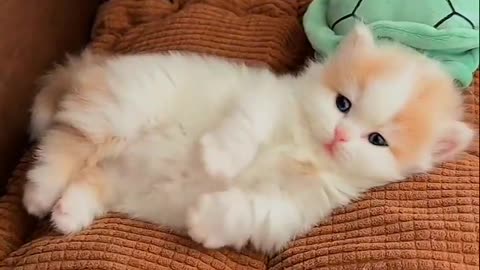 Cute kitten