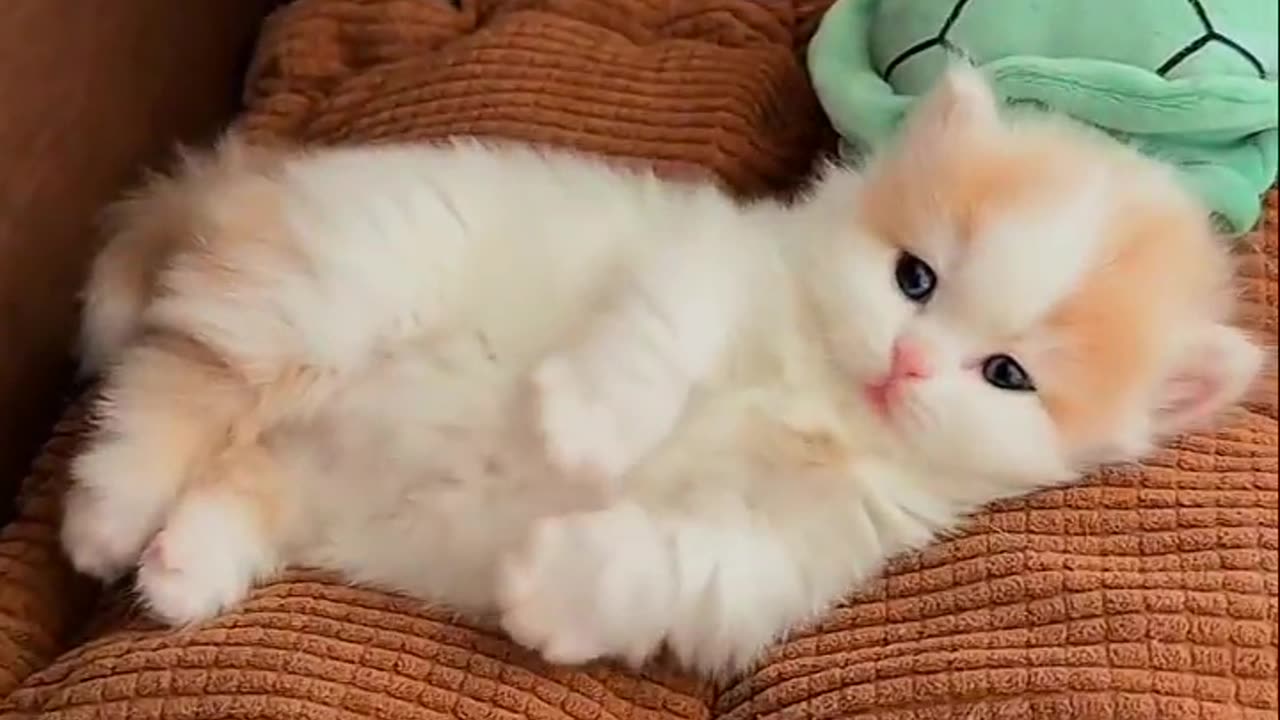 Cute kitten