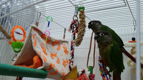 conure's breakfast