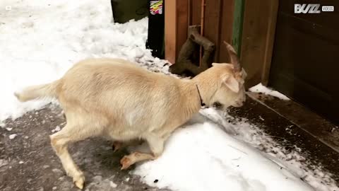 Vuohi liukastuu ja lentää naamalleen jäiselle tielle