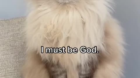 Cat and dog | who is the god?