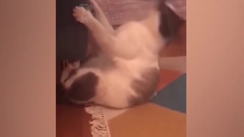 Funny animal fails Compilation #1