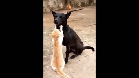 Cat And Dog Fanny Video