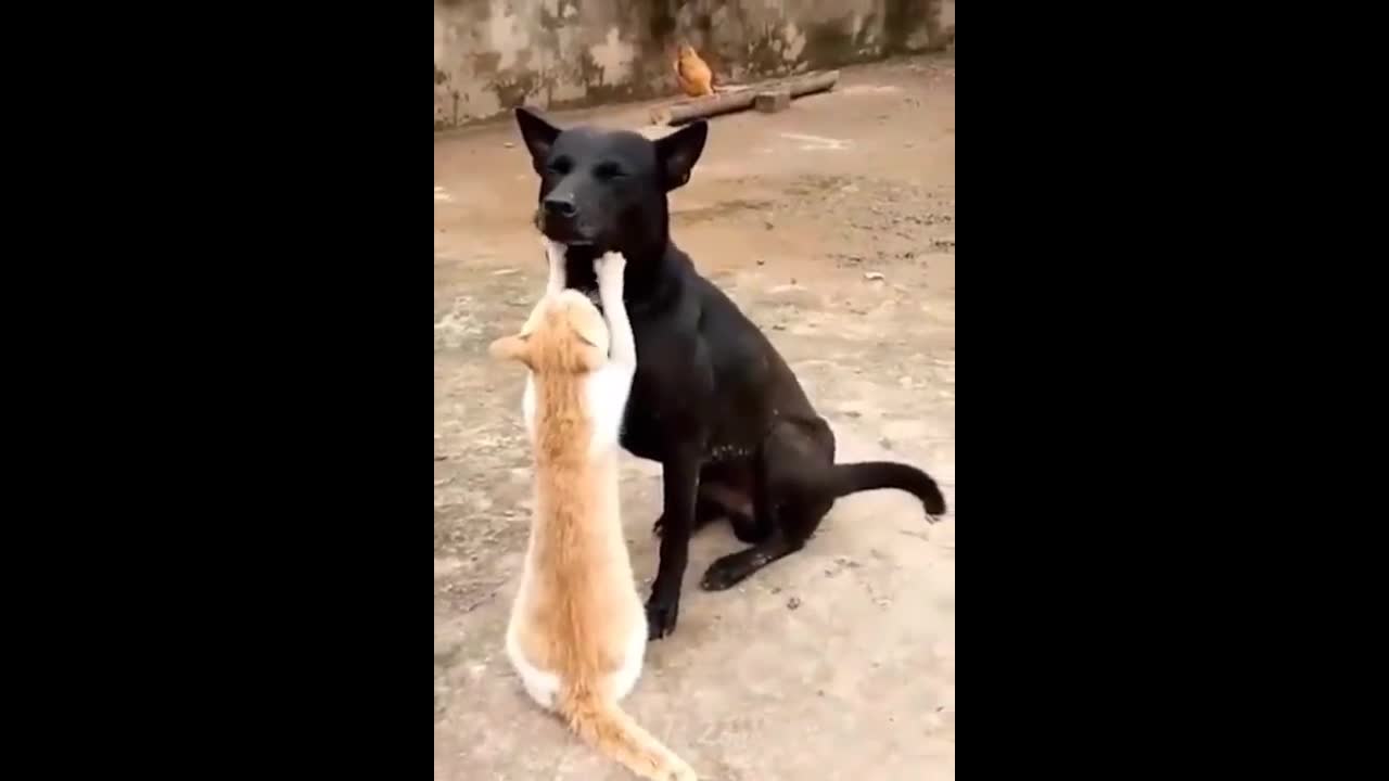 Cat And Dog Fanny Video